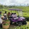 Electric Golf Cart 2 Seater off Road Hunting Utility Golf Buggy