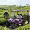 Stylish Purple Electric Golf Cart for Sri Lankan Tea Plantation Harvest & Transport