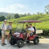 Stylish Purple Electric Golf Cart for Sri Lankan Tea Plantation Harvest & Transport